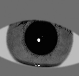 Gray-scale iris images have advantages over fingerprints. (Credit: NIST)